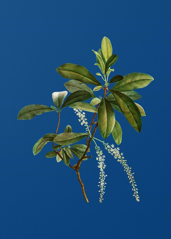 Swamp Titi Leaves