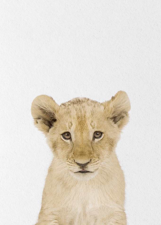 lioness baby