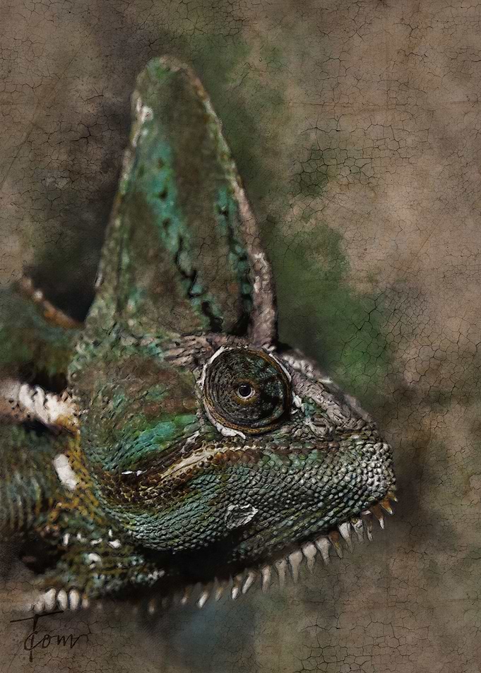 Chameleon