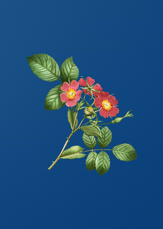 Redleaf Rose on Blue