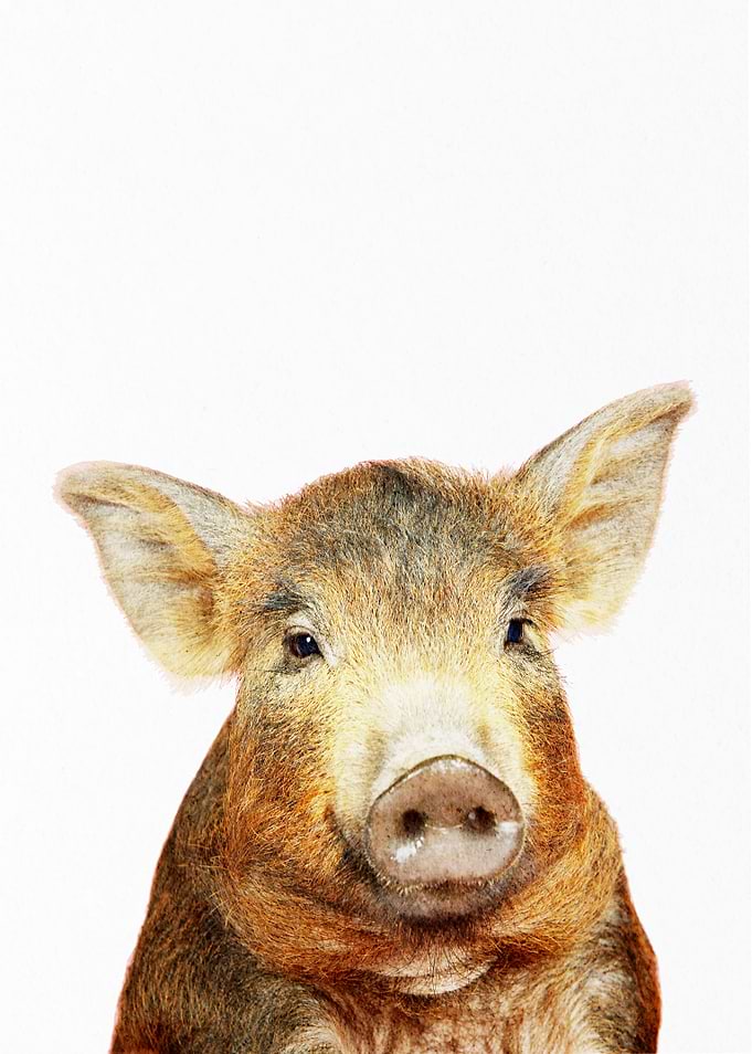 farm pig