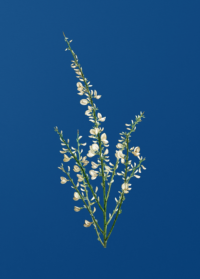 White Broom