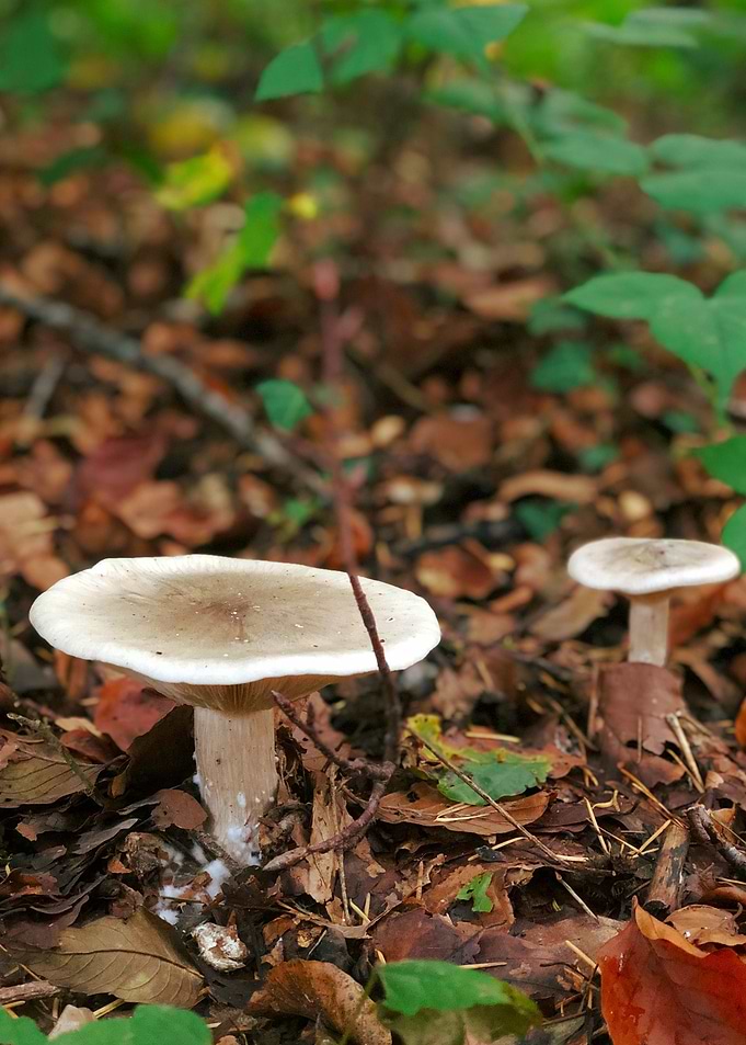 Cute Wild Mushrooms