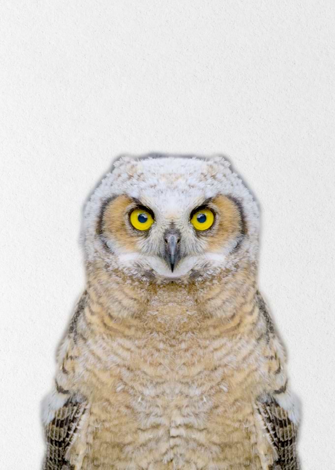 male owl