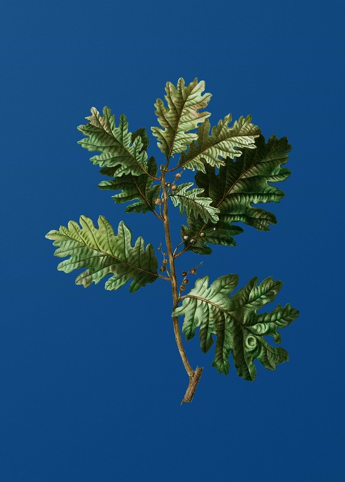 Hungarian Oak on Blue