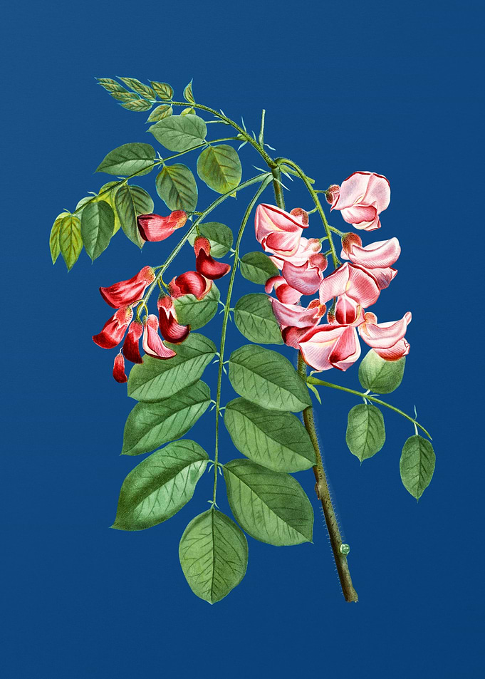 Robinier Rose Bloom