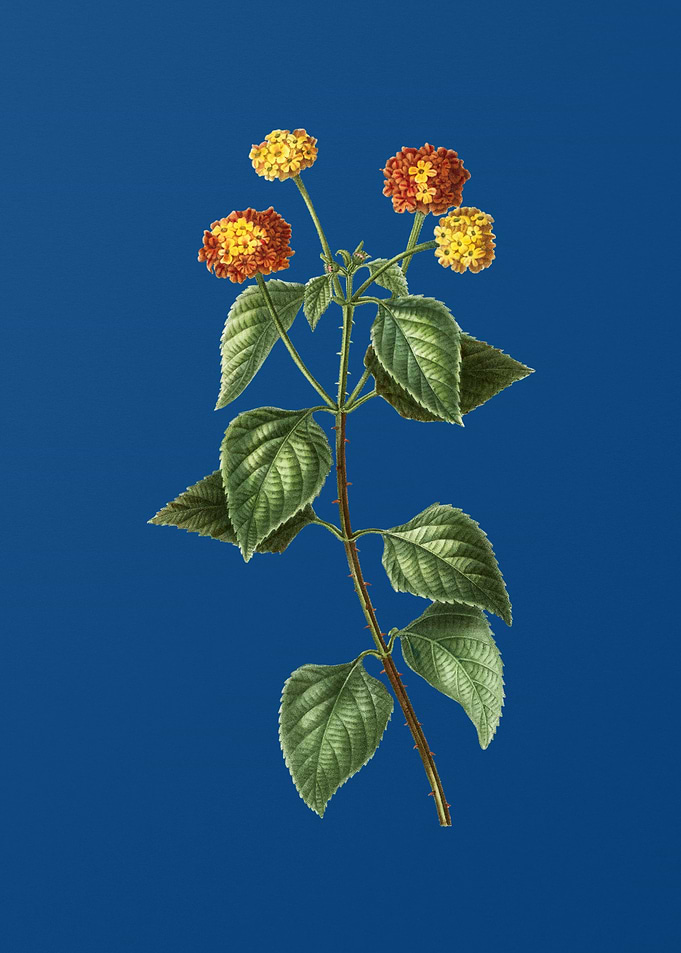 Tickberry on Branches