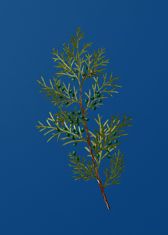 Virginian Juniper