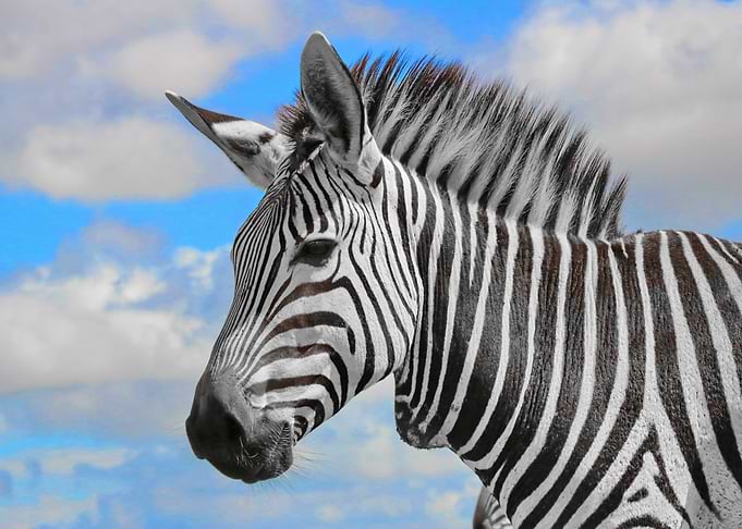 Hartmanns Mountain Zebra