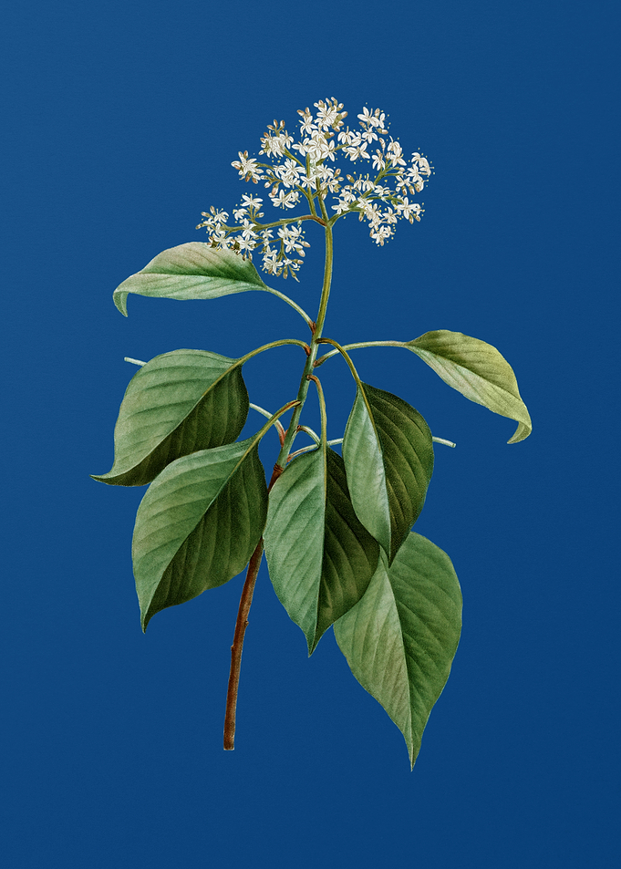 Pagoda Dogwood on Blue