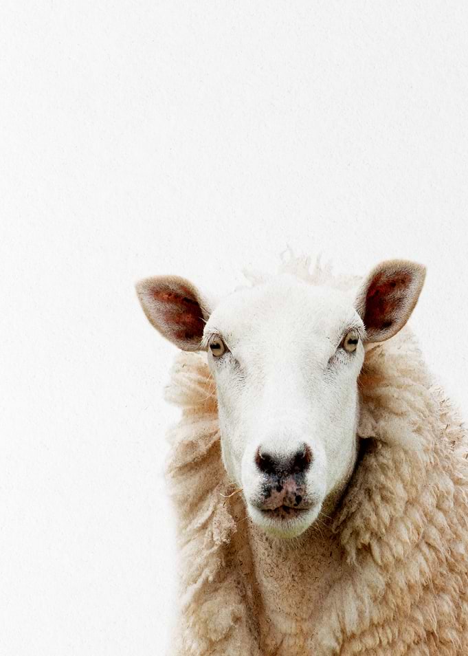 mountain sheep