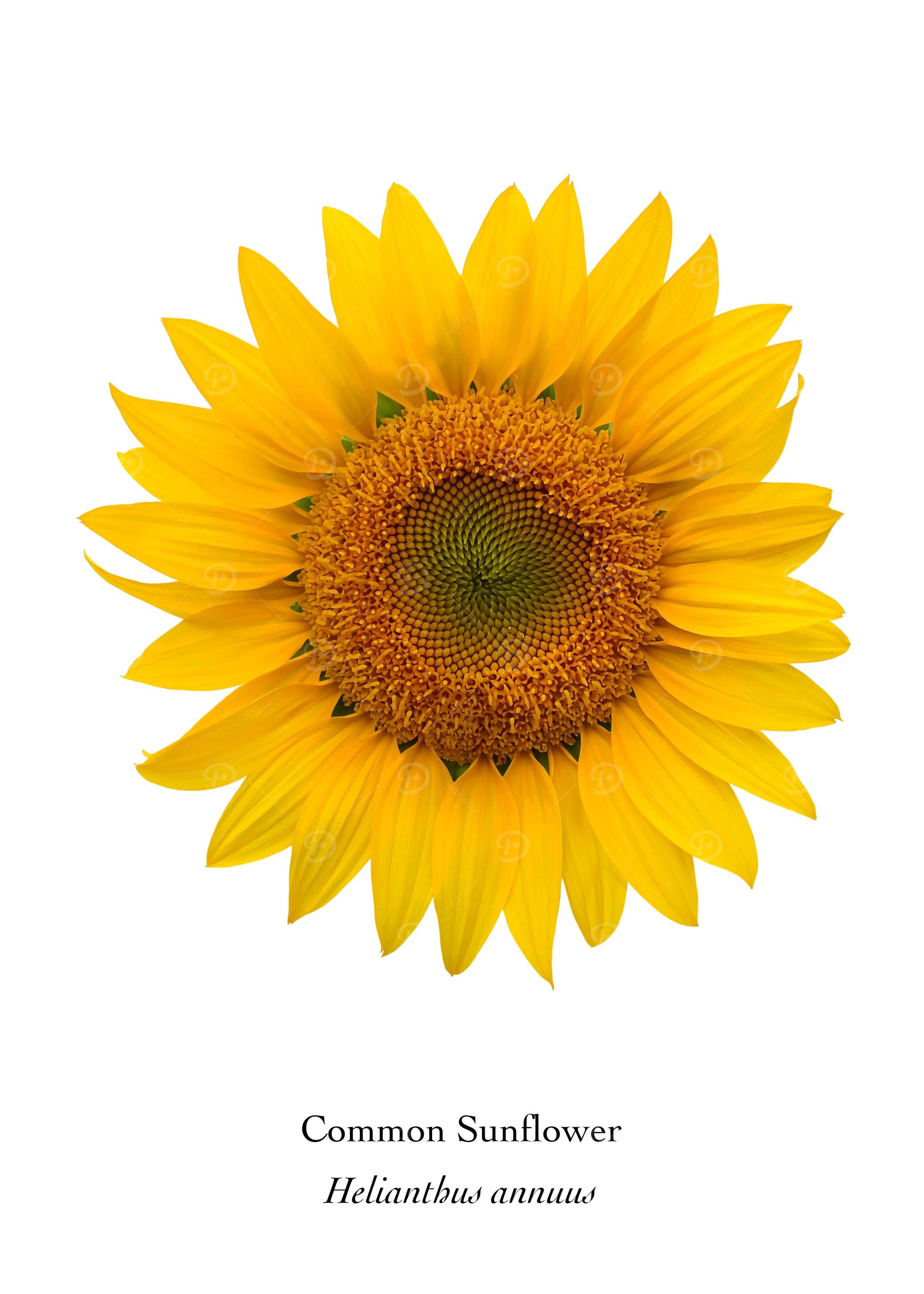 Common Sunflower