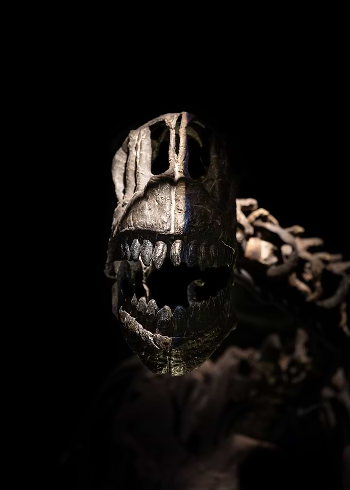 skull from the past 1