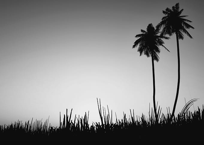 Coconut Trees