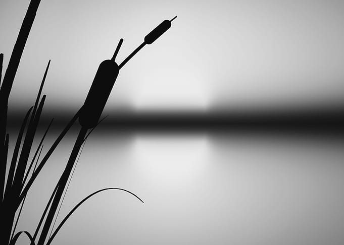 Behind The Marsh Grass