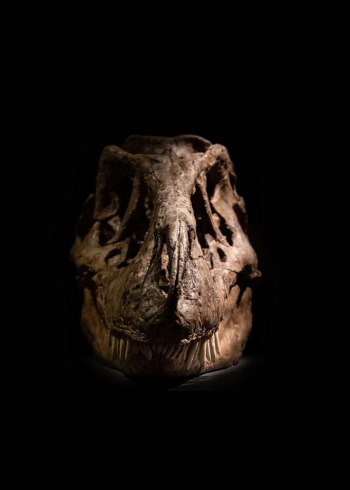 skull from the past 3