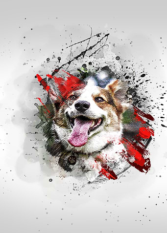 Corgi