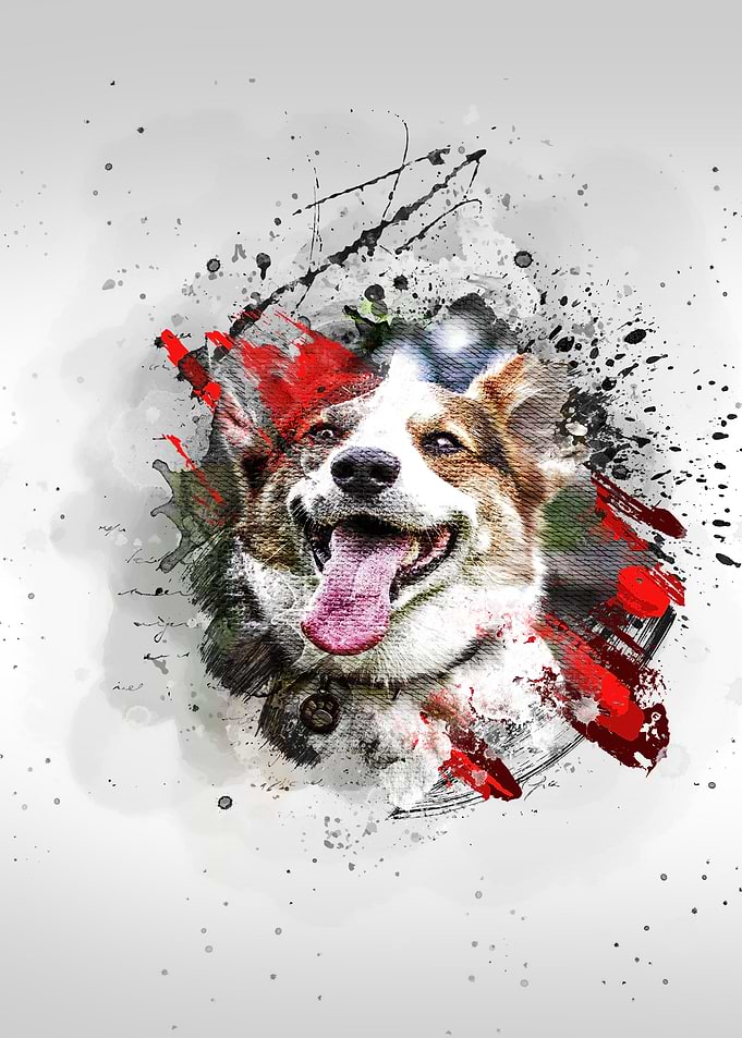 Corgi