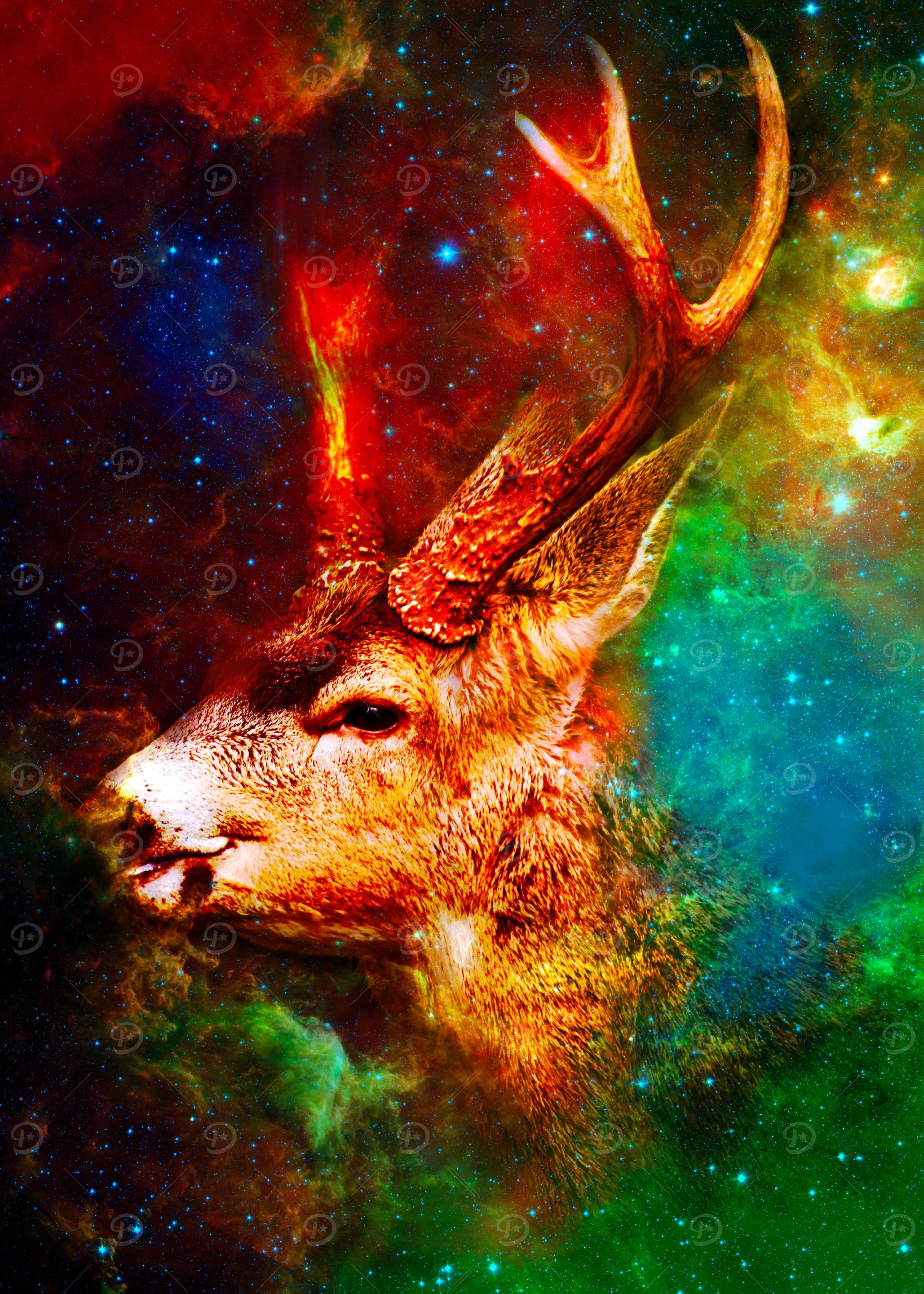 Deer