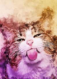 meme cat