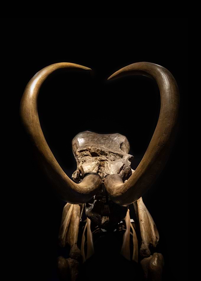 skull from the past 4