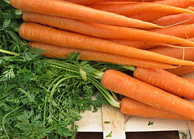 Fresh Carrots