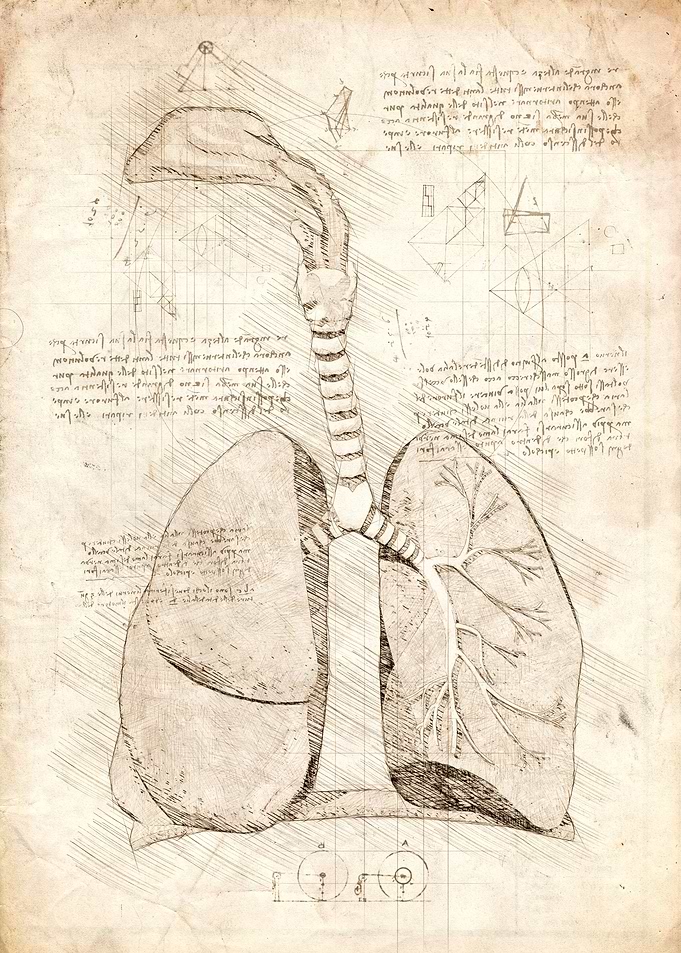 Human Respiratory System