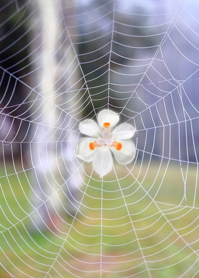 Imprisoned beauty