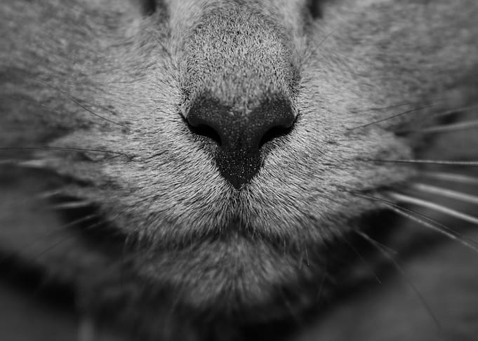 Cat nose