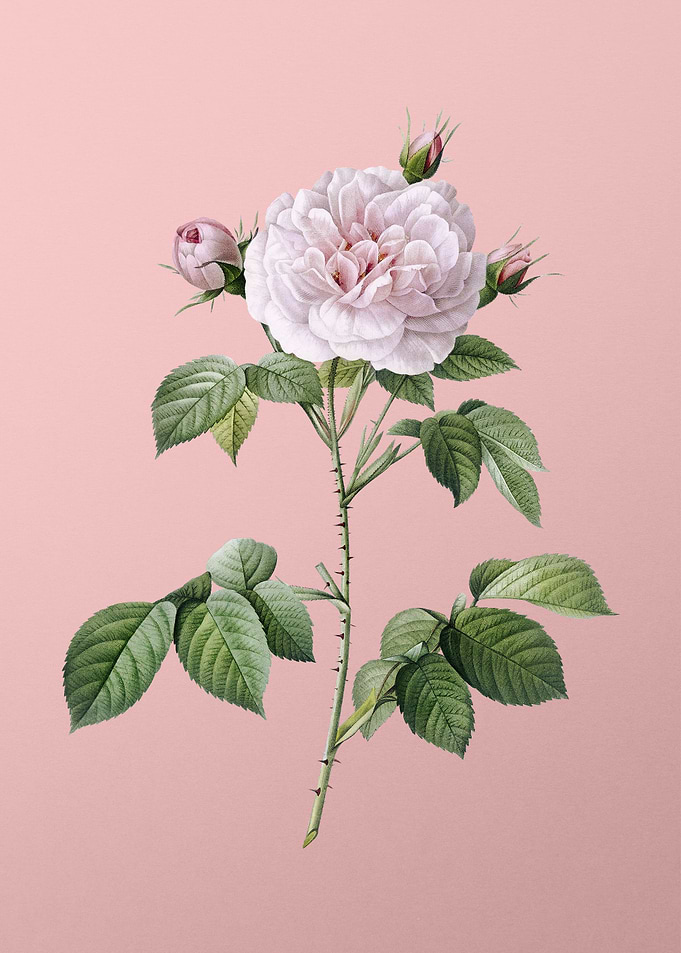 Vintage Rosa Alba on Pink