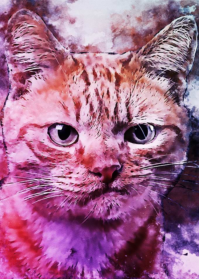 cute cat