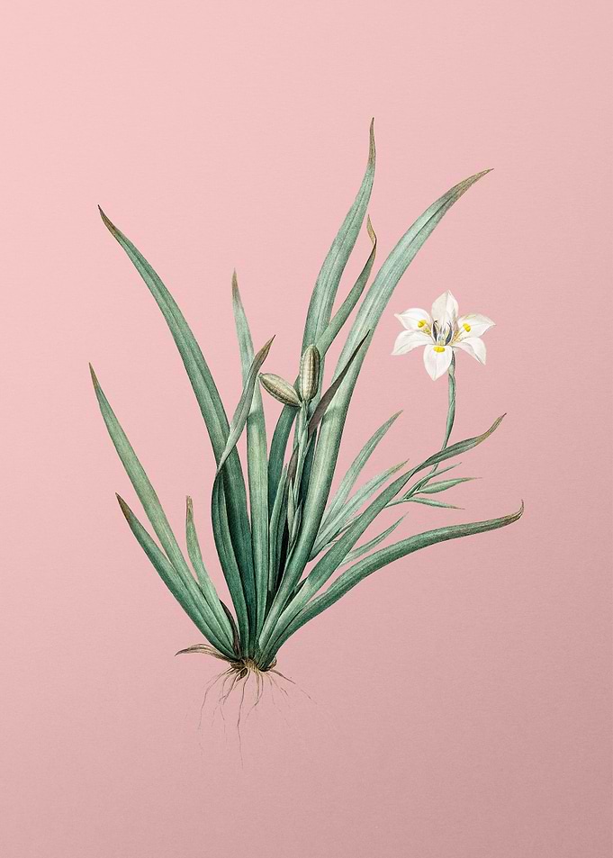 Fortnight Lily on Pink