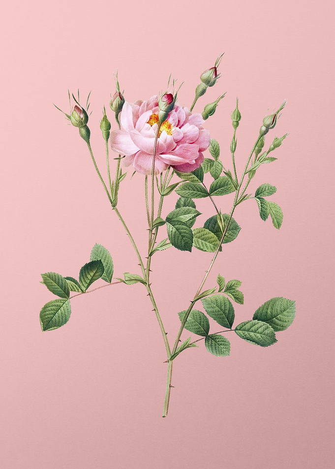 Anemone Sweetbriar Rose