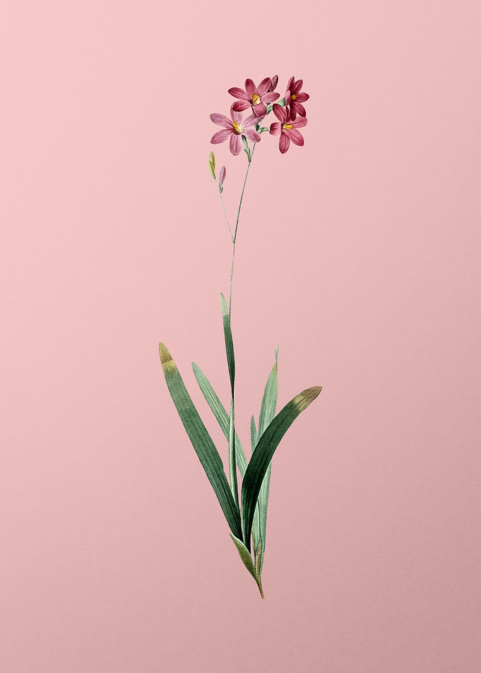Corn Lily on Pink