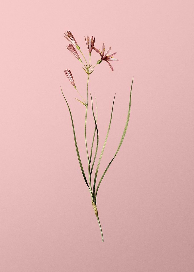 Amaryllis Montana on Pink
