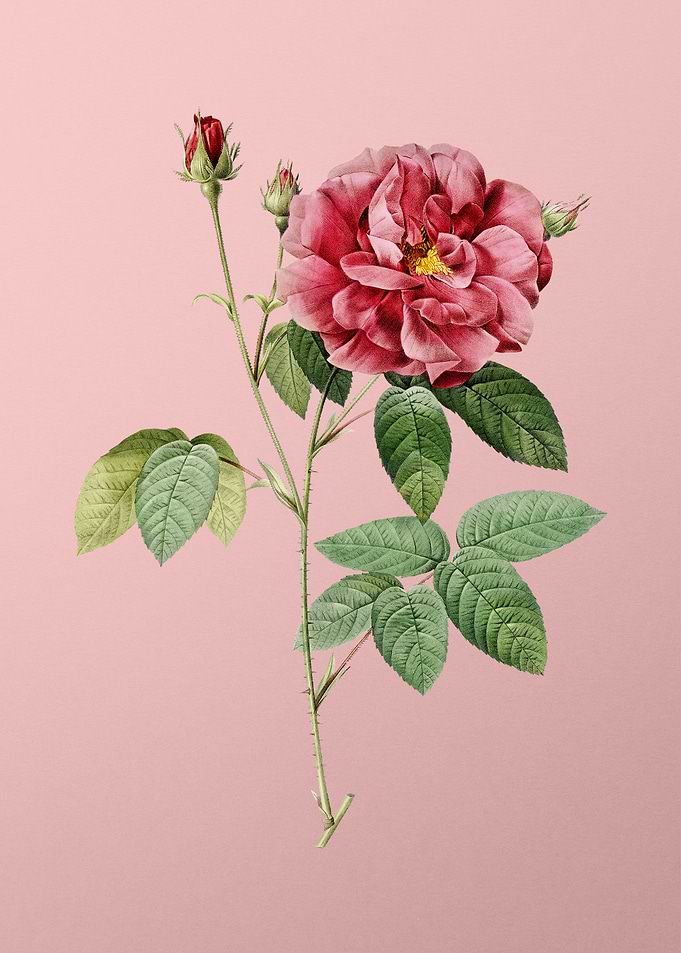 Blooming French Rose
