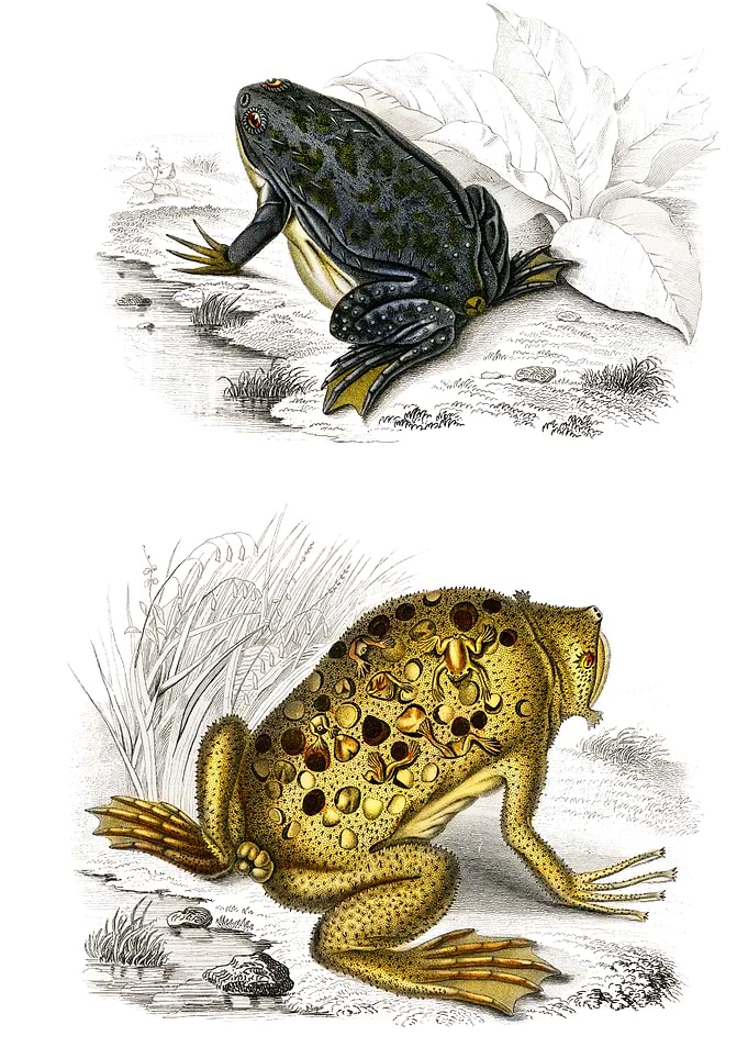 surinam toad illustration