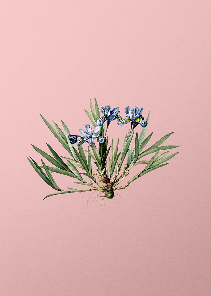 Dwarf Crested Iris on Pink