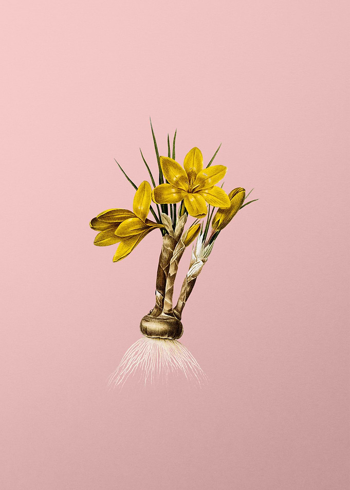 Crocus Luteus on Pink