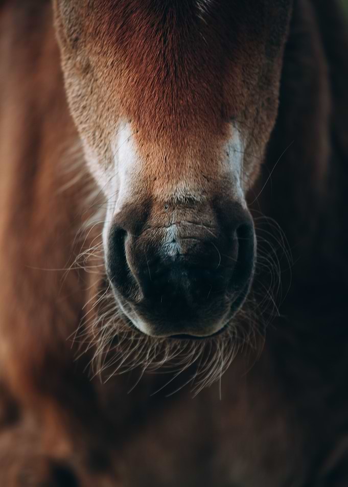 Horse Nostrils