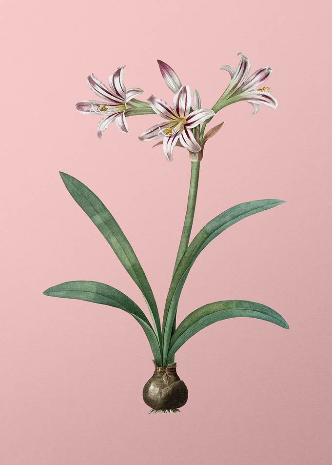 Amaryllis Flower on Pink
