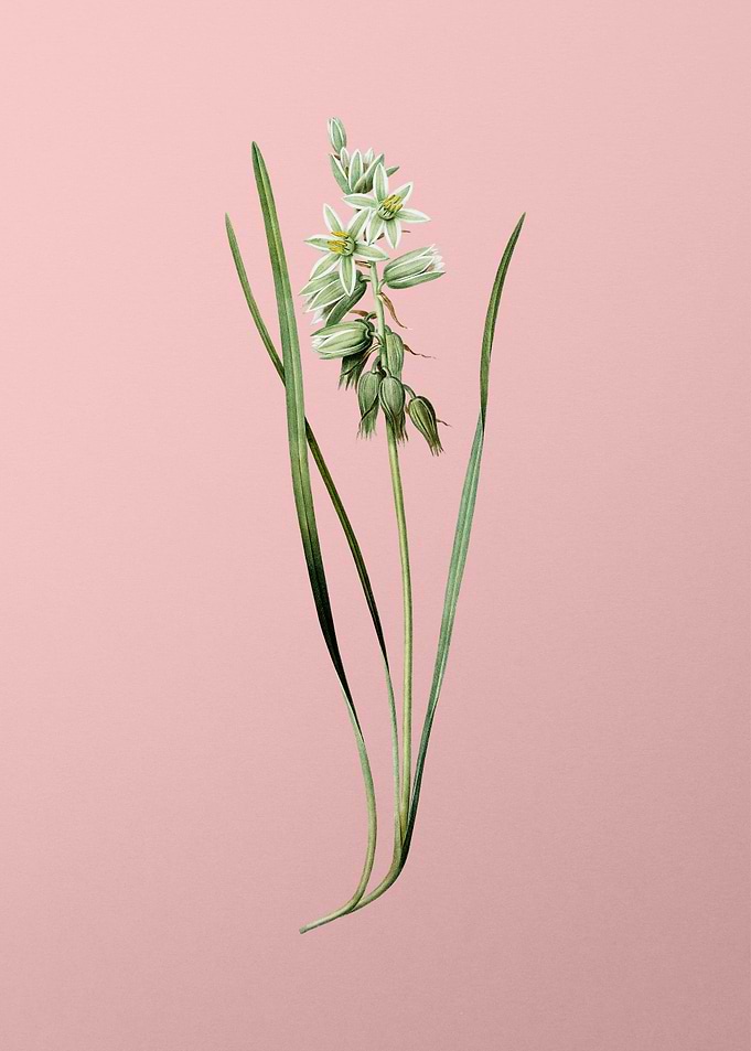 Drooping Star of Bethlehem