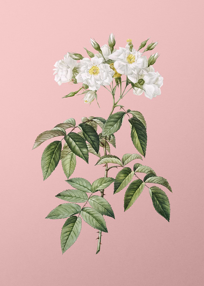 Blooming Musk Rose