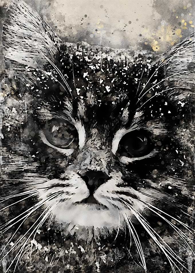 Black Cat