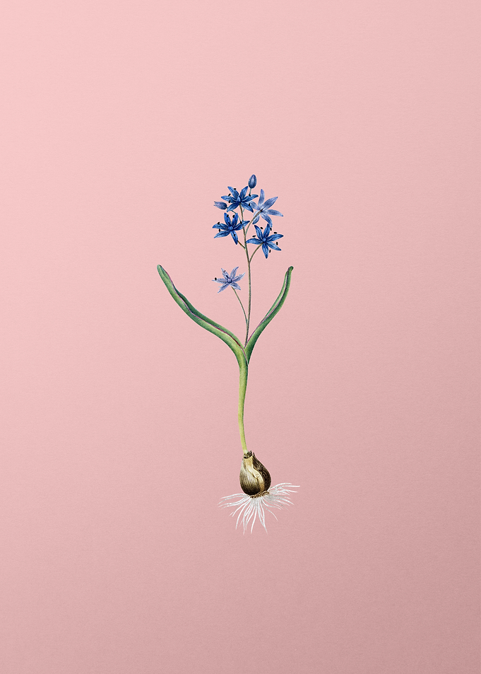 Alpine Squill Flower Pink