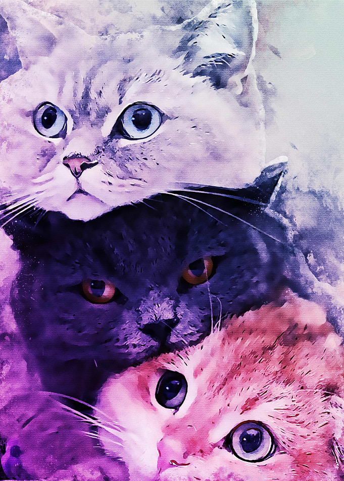 cat