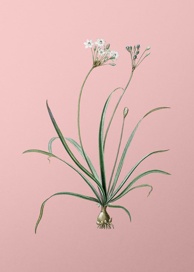 Allium Fragrans on Pink