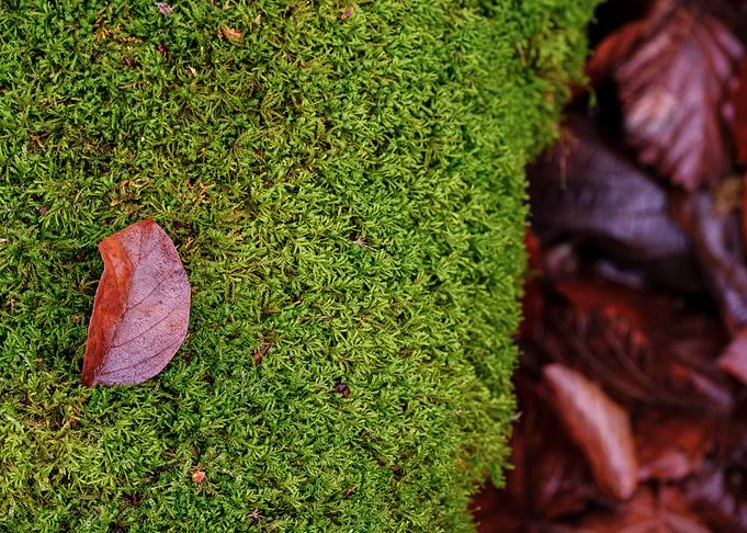 Brown and Green