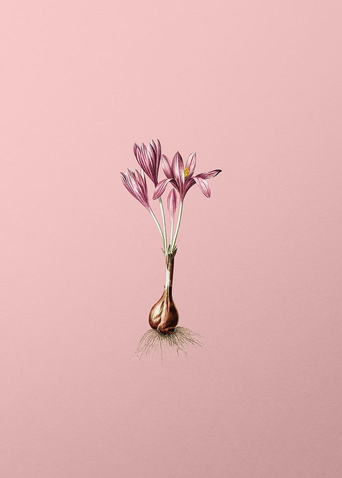 Autumn Crocus Flower Pink