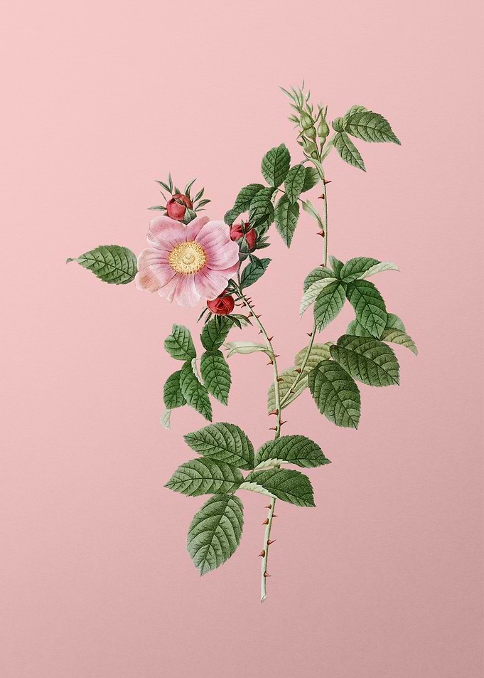 Big Flowered Dog Rose
